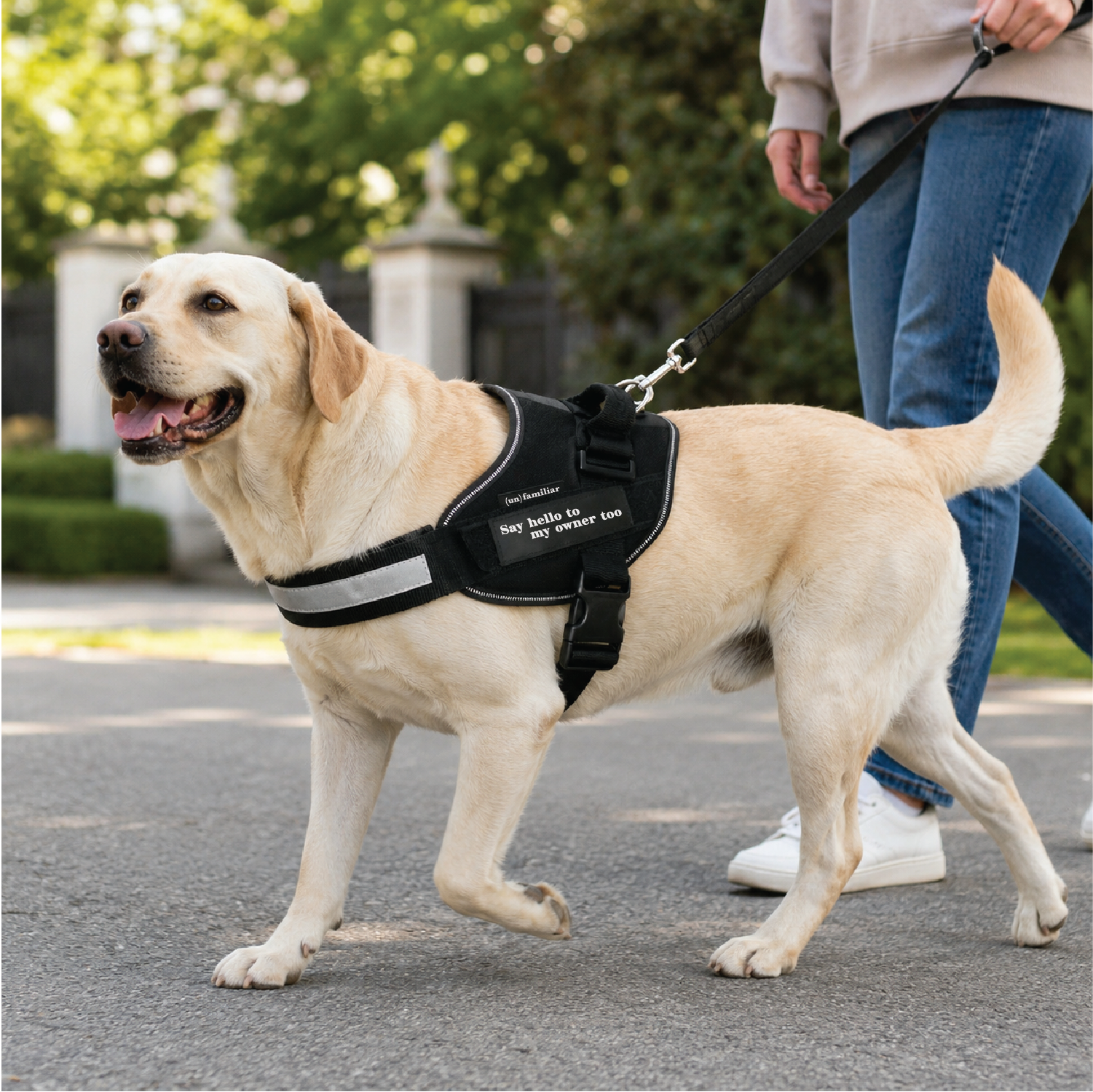 (un)familiar — dog harness